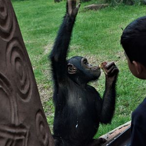 Chimpanzee "Lucy" (Pan troglodytes)