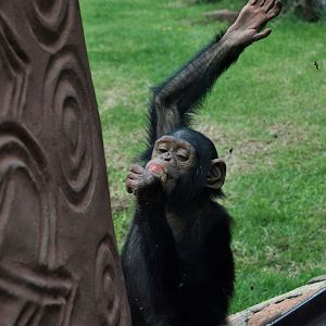 Chimpanzee "Lucy" (Pan troglodytes)