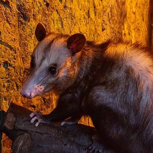 Common Opossum