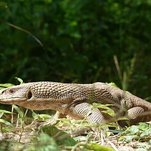 Savannah monitor