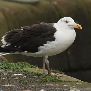 Great or Lesser Black-backed Gull?