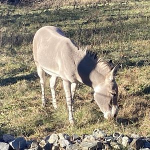 New- Somali Wild Ass