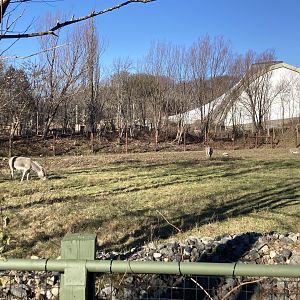 New- Somali Wild Ass