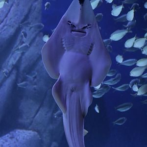 blackchin guitarfish (Glaucostegus cemiculus)