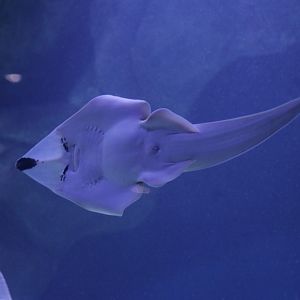 blackchin guitarfish (Glaucostegus cemiculus)