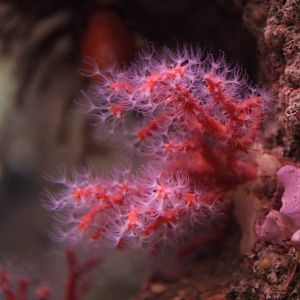 Red Coral (Corallium rubrum)