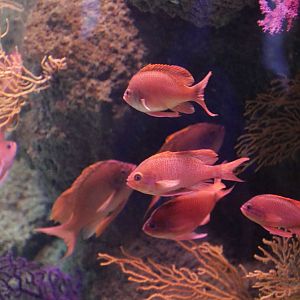 Marine Goldfish (Anthias anthias)