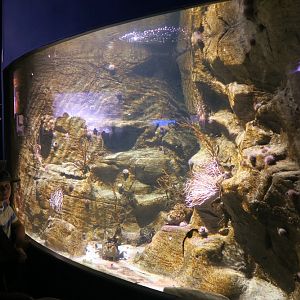 Tank 19 - Sea horses