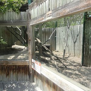 "Marble" Fox Exhibit