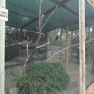 Waldrapp & Madagascar Crested Ibis Exhibit