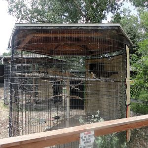 Rough Legged Hawk Exhibit