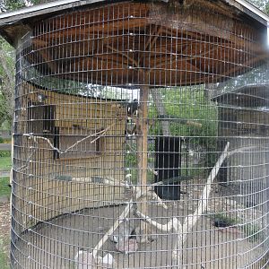 Swainson's Hawk Exhibit