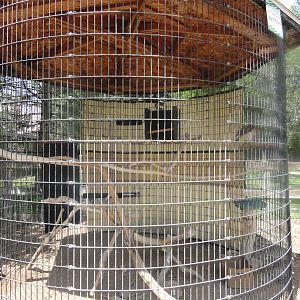 Red-tailed Hawk Exhibit