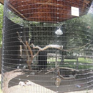 Turkey Vulture Exhibit