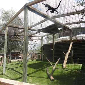 Spider Monkey Exhibit