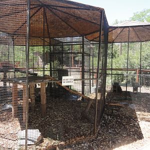 North American Porcupine Exhibit
