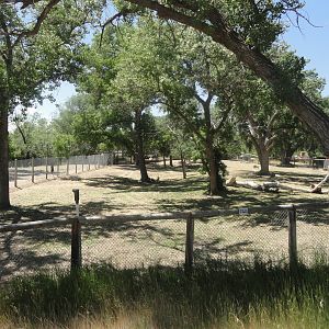 Plains Zebra Exhibit