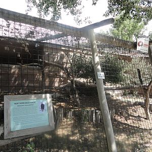 Bald Eagle Exhibit