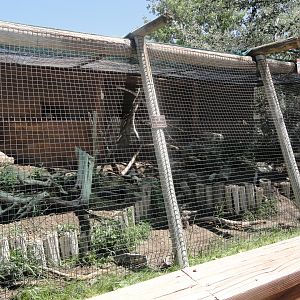 American Badger Exhibit