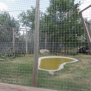 African Lion Exhibit - 2020