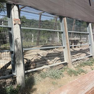 Old Grizzly Bear Exhibit