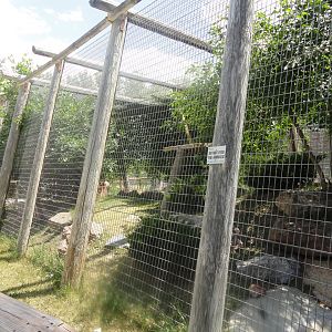 Mountain Lion Exhibit - Old African Leopard Exhibit