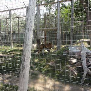 Amur Tiger Exhibit 1