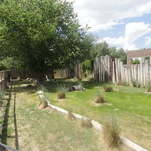 Reeve's Muntjac Exhibit