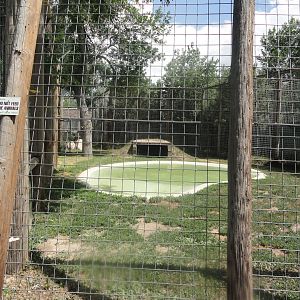 Amur Tiger Exhibit 2