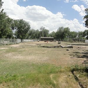 American Bison Exhibit