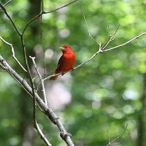 Summer Tanager (Piranga rubra)