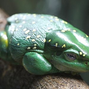 Magnificent Tree Frog (Litoria splendida)