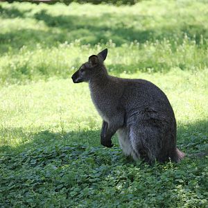 Bennett’s Wallaby (Macropus rufogriseus)