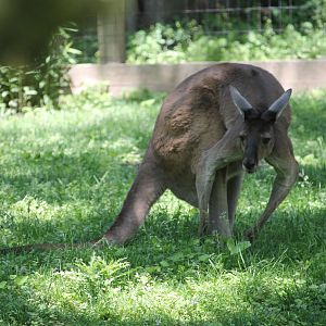 Western Gray Kangaroo (Macropus fuliginosus)