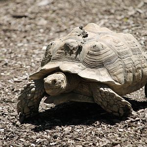 African Spur-thigh Tortoise (Centrochelys sulcata)