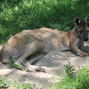 Western Gray Kangaroo