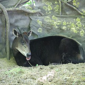 Yellow-backed Duiker Liking itself (Cephalophus silviculator)