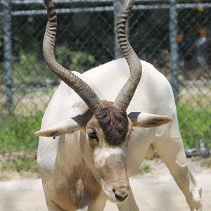 Addax (addax nasomaculatus)