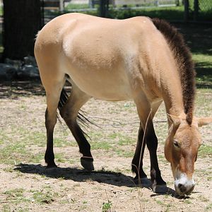 Przewalski’s Horse (Equus ferus przewalskii)