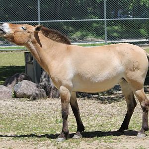 Przewalski’s Horse neighing