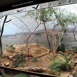 WOB 50th - Bee-Eater Exhibit