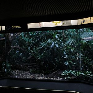 WOB 50th - Trumpeter/Motmot/Conure Exhibit