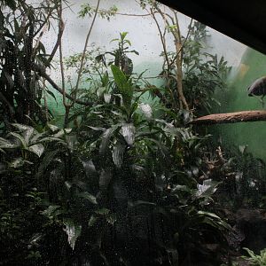 WOB 50th - Interior of Trumpeter/Motmot/Conure Exhibit