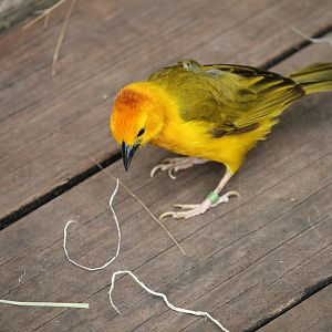 Taveta Golden Weaver (Ploceus castaneiceps)
