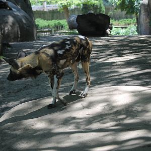 African painted dog (Lycaon pictus)