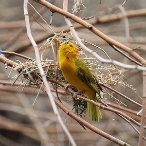 Taveta Golden Weaver tending to nest
