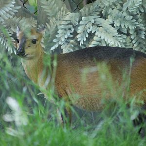 Red-flanked Duiker (Cephalophus rufilatus)