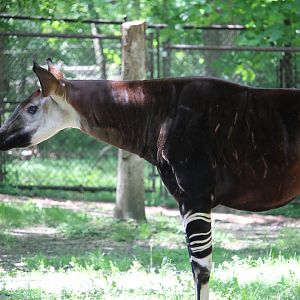 Okapi (Okapia johnstoni)