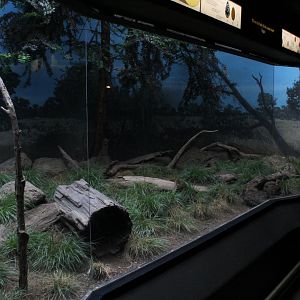 WOB 50th - Tinamou/Cuckoo Exhibit Part 1