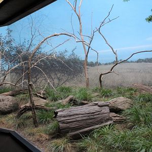 WOB 50th - Tinamou/Cuckoo Exhibit Part 2